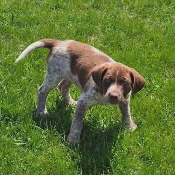 A baby large-sized female Labrador Retriever dog named Torrid for adoption in McHenry, IL