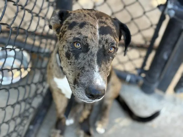A young medium-sized male Pit Bull Terrier dog named Pacman for adoption in Tulsa, OK