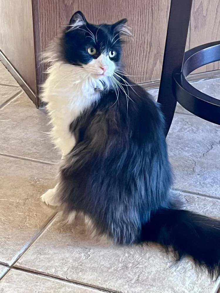 A young medium-sized female Black & White / Tuxedo Domestic Long Hair cat named Lainey for adoption in Green Valley, AZ