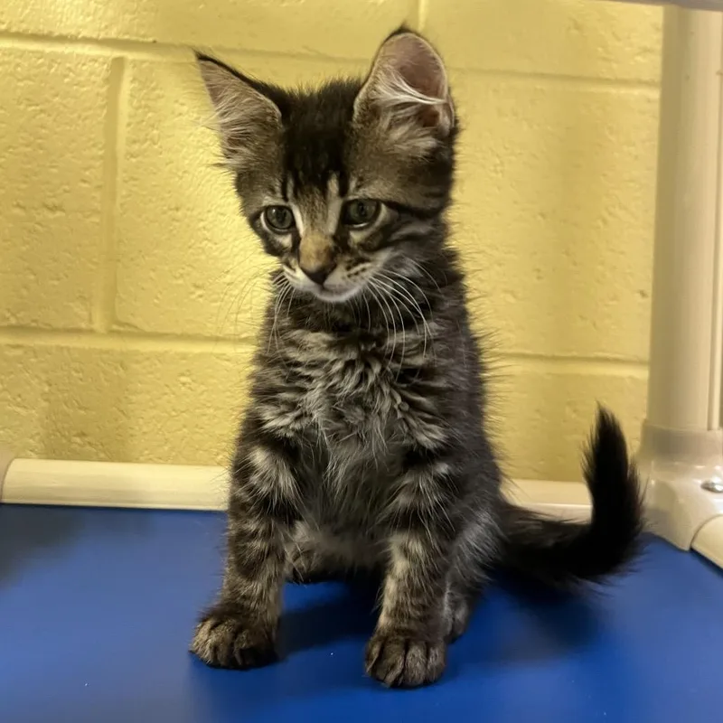 A baby small-sized male Black Domestic Short Hair cat named Rambutan for adoption in Naples, FL