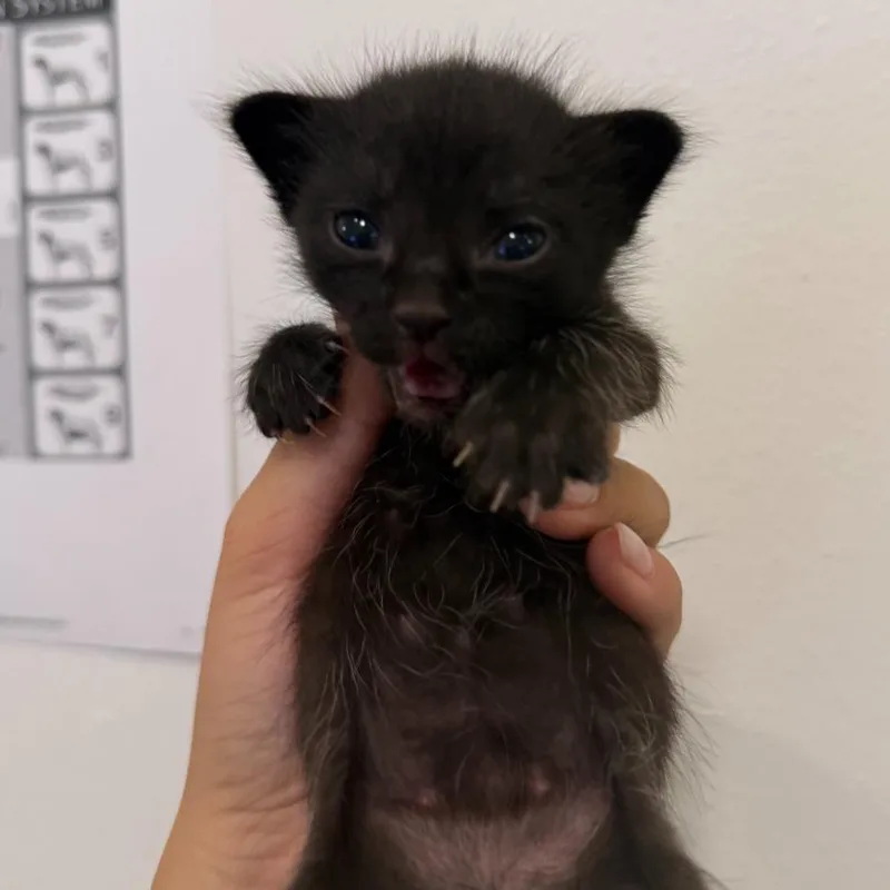 A baby small-sized male Black Domestic Short Hair cat named Wyatt W for adoption in Edinburg, TX
