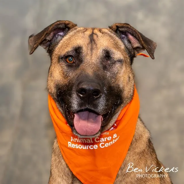A young large-sized male German Shepherd Dog dog named Captain Smokey for adoption in Albuquerque, NM