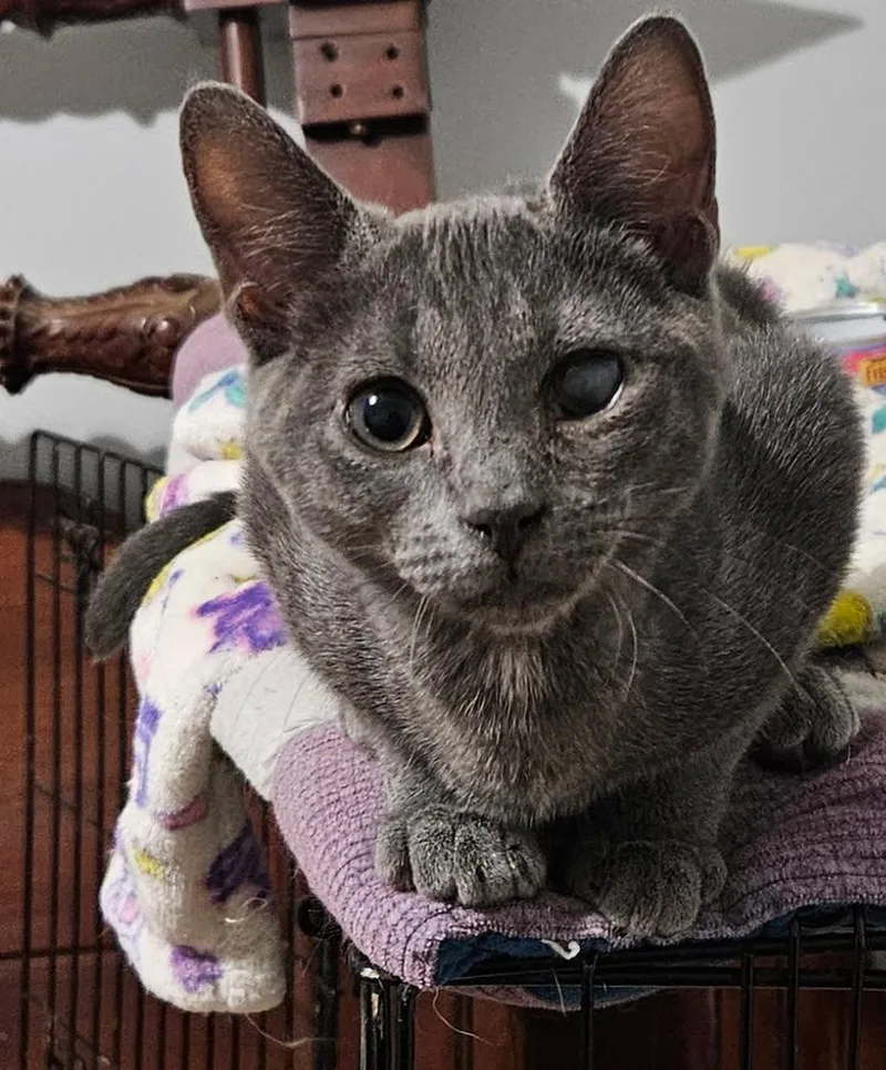 Binx  Little Survivor