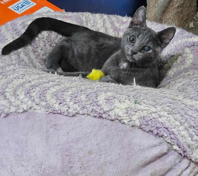 Binx  Little Survivor thumbnail 2