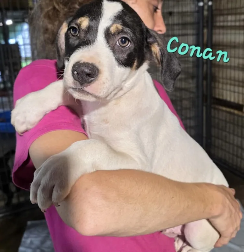A baby medium-sized male Tricolor (Brown, Black, & White) Beagle dog named Conan for adoption in Watertown, CT