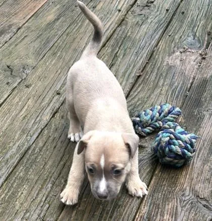 A baby medium-sized male Mixed Breed dog named Wyatt for adoption in Cumming, GA