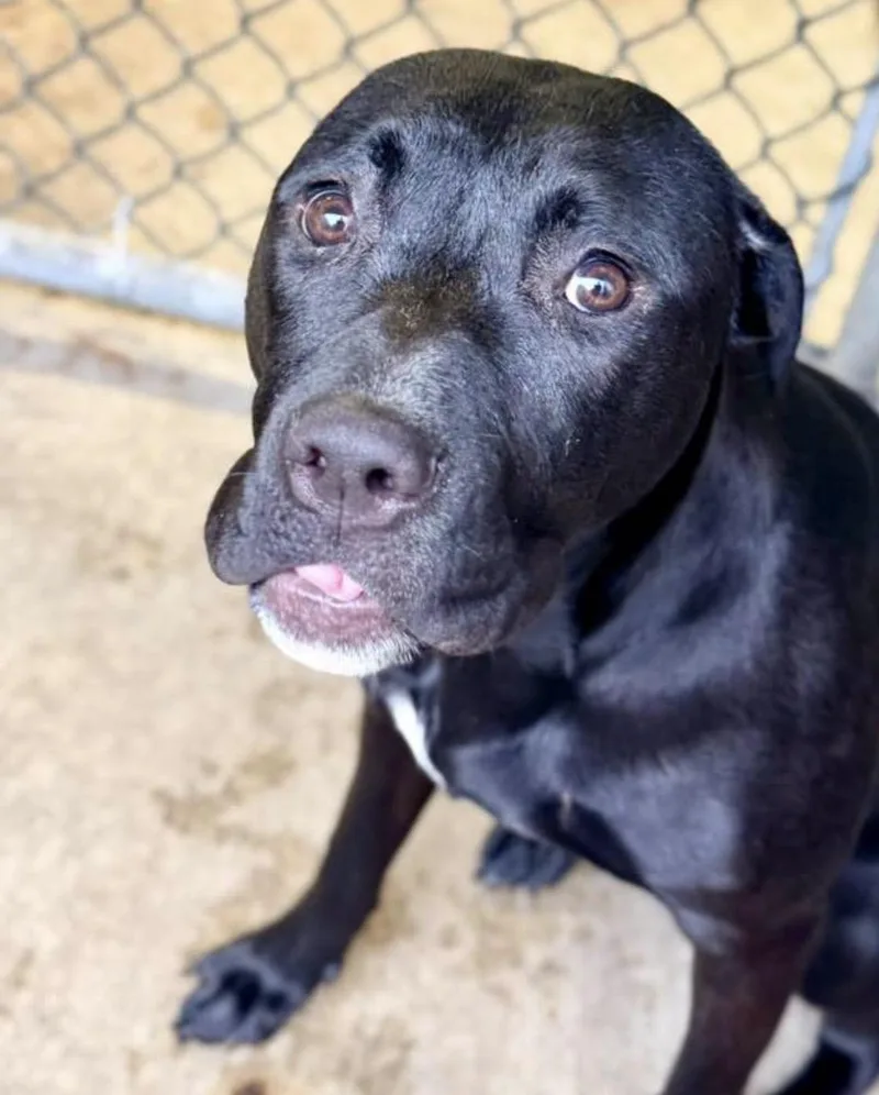 A young medium-sized female Black Pit Bull Terrier dog named Akira for adoption in Chicago, IL