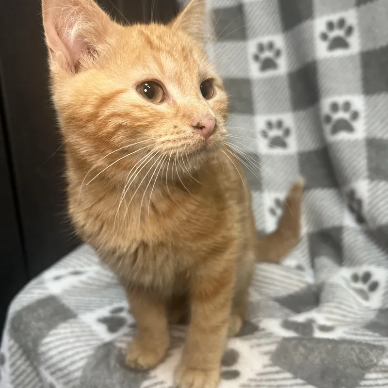 A baby medium-sized male Tabby (Orange / Red) Domestic Short Hair cat named Nutella for adoption in Fairmont, MN