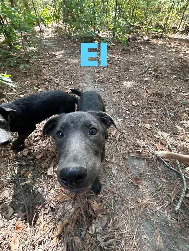 A young medium-sized male Gray / Blue / Silver Weimaraner dog named El for adoption in Pine Bluff, AR