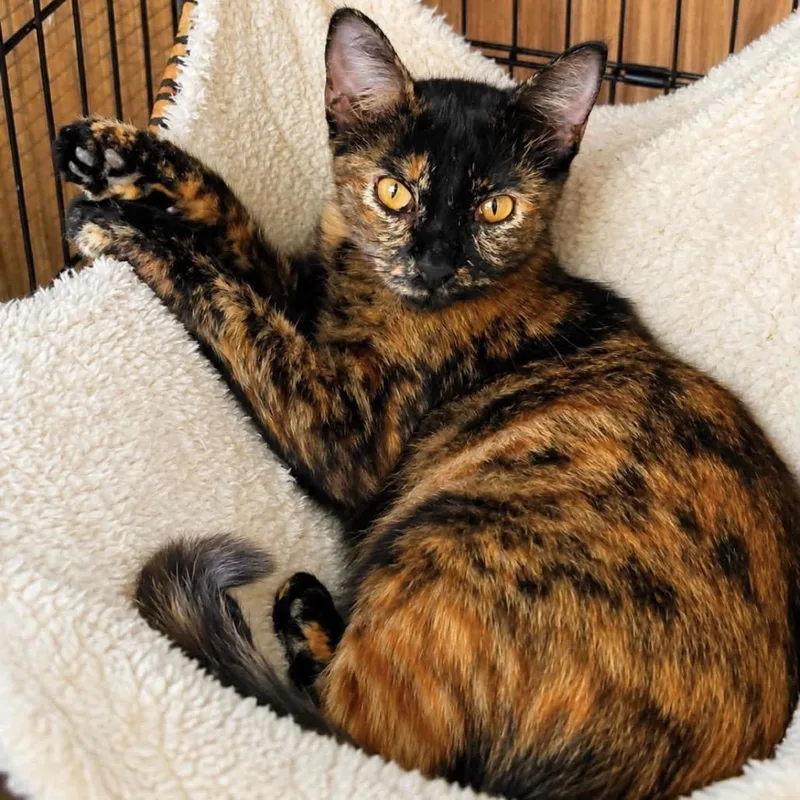 A baby medium-sized female Tortoiseshell Domestic Short Hair cat named Amber for adoption in Houston, TX