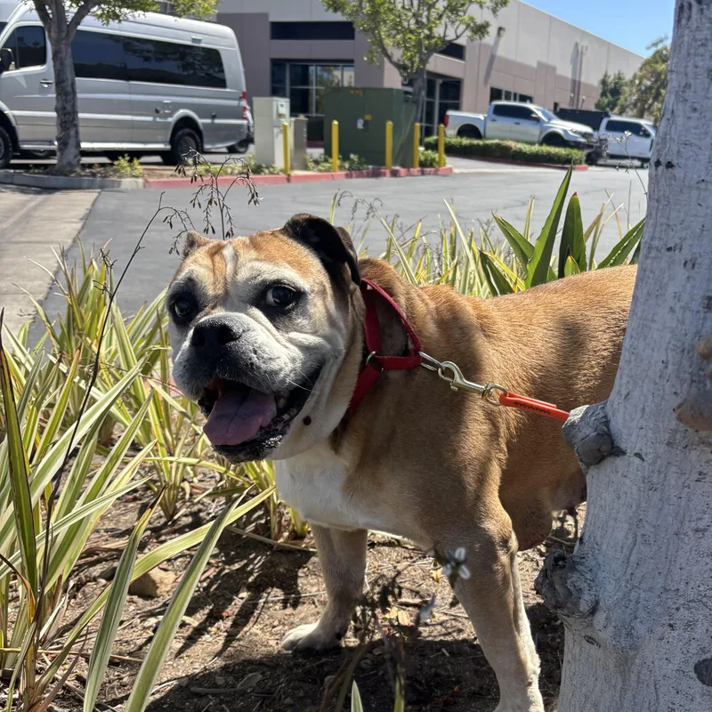 A senior medium-sized female Golden English Bulldog dog named Maggie for adoption in Rancho Santa Margarita, CA