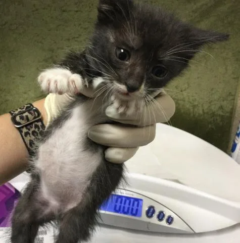 A baby small-sized female Domestic Short Hair cat named Chia for adoption in Riverside, CA