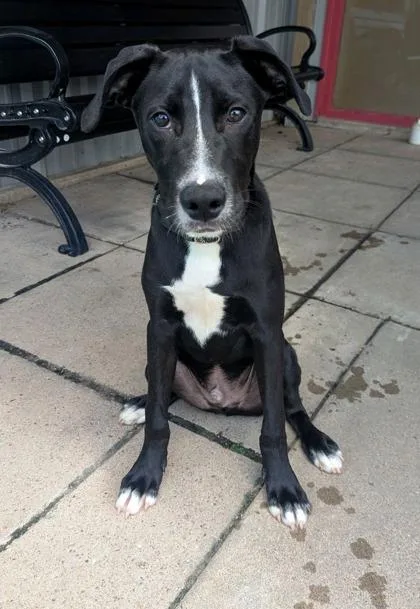 An adult medium-sized male Mixed Breed dog named Maverick for adoption in Houston, TX