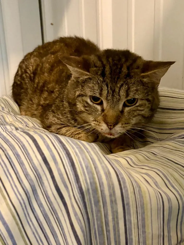 A young medium-sized male Domestic Short Hair cat named Dwight for adoption in Hartford City, IN