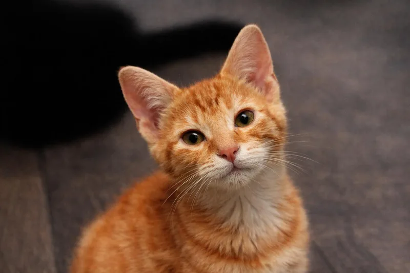 Butterscotch thumbnail 2