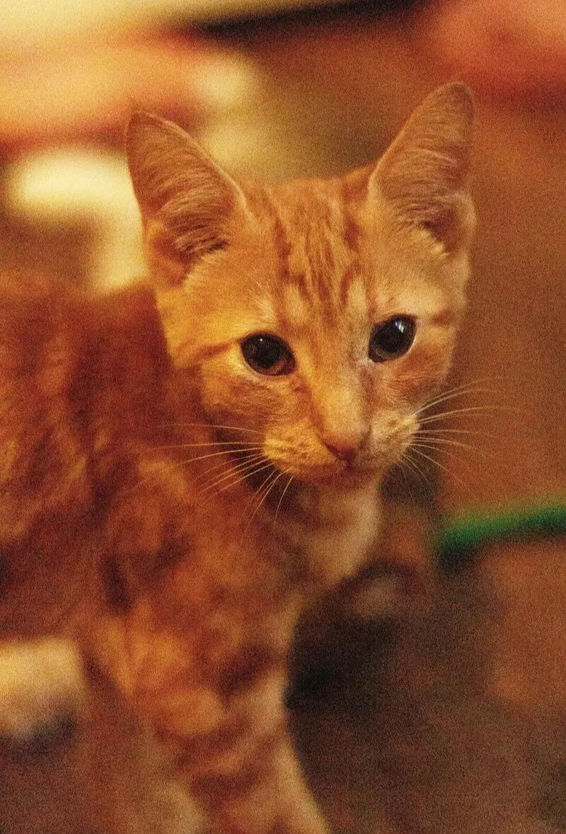 Butterscotch thumbnail 3