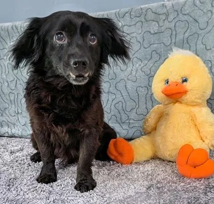 An adult medium-sized male Chihuahua dog named Dang for adoption in Houston, TX