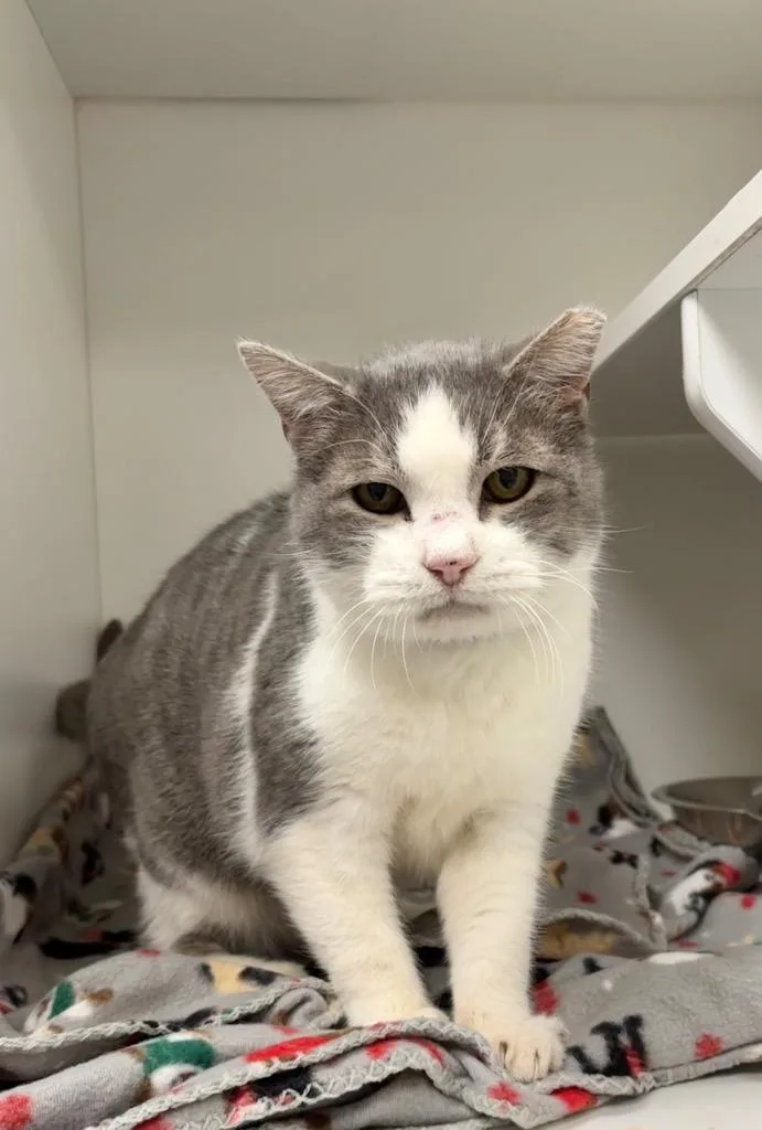 A senior medium-sized male Gray & White Domestic Short Hair cat named Ted for adoption in Frankfort, KY