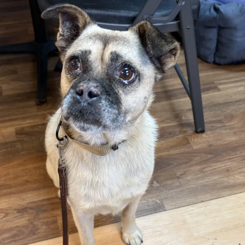 An adult medium-sized male Apricot / Beige Puggle dog named Frankie for adoption in Washington, PA