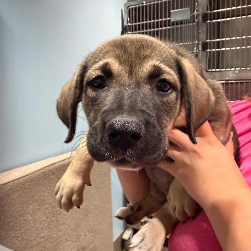 A baby small-sized female Yellow / Tan / Blond / Fawn Mixed Breed dog named Tangerine for adoption in Chattanooga, TN