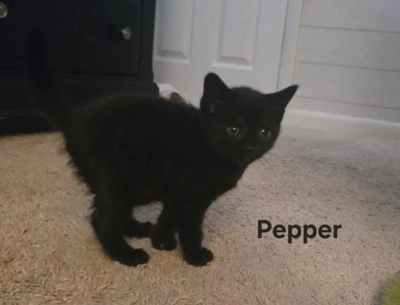 A baby medium-sized female Domestic Short Hair cat named Bell Pepper for adoption in Parkville, MD