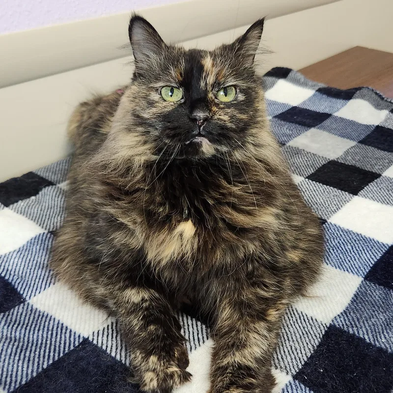 A senior large-sized female Tortoiseshell cat named Fancy for adoption in Marshfield, WI