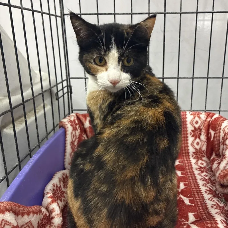 A young small-sized female Calico Domestic Short Hair cat named Starbit for adoption in Hattiesburg, MS