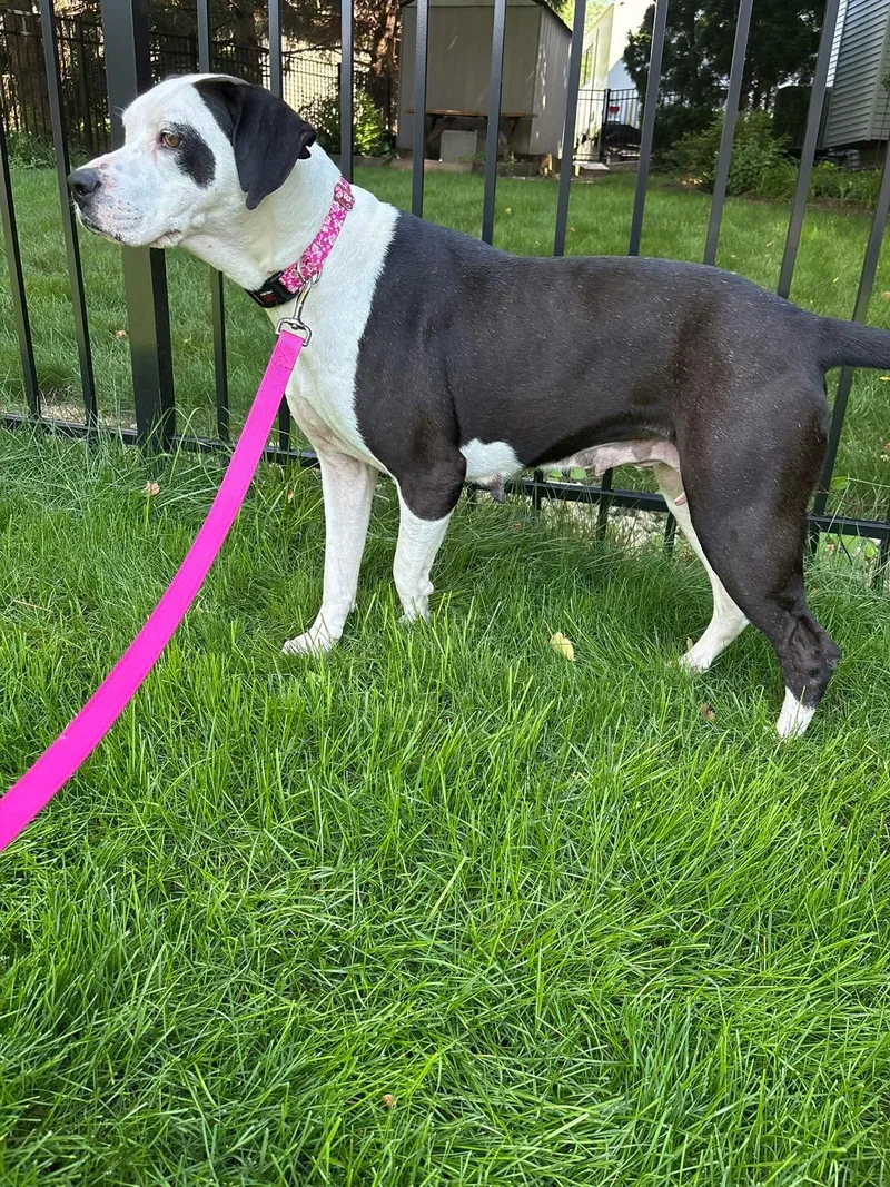 An adult large-sized female Great Dane dog named Buttons for adoption in Elgin, IL