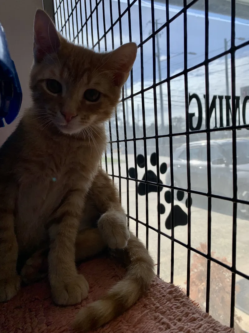 A baby small-sized male Tabby (Orange / Red) Domestic Short Hair cat named Luca for adoption in Auburn, AL