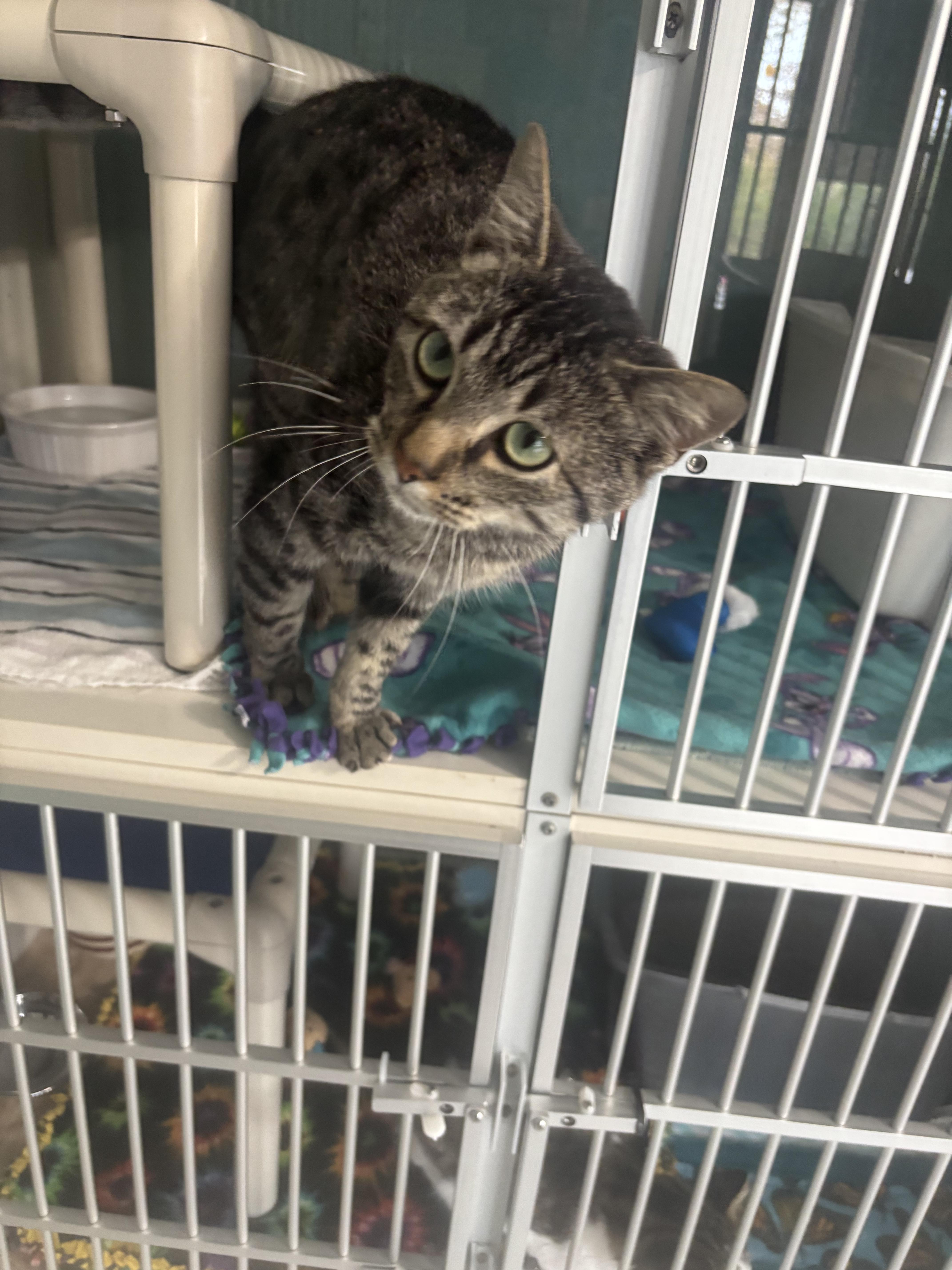 A young medium-sized male Tabby cat named Kasey for adoption in Hutchinson, MN