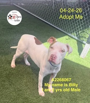 A young medium-sized male Pit Bull Terrier dog named Billy for adoption in Los Angeles, CA