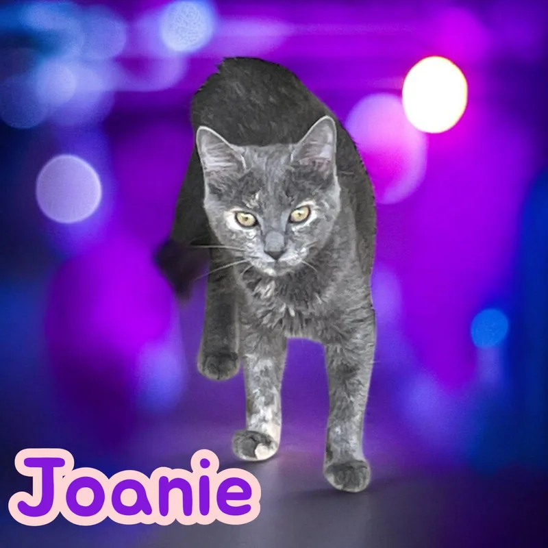 Joanie Sc