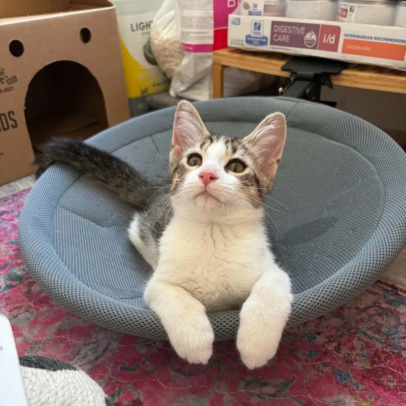 A baby medium-sized male Tabby (Gray / Blue / Silver) Domestic Short Hair cat named Ditto for adoption in Royal Oak, MI