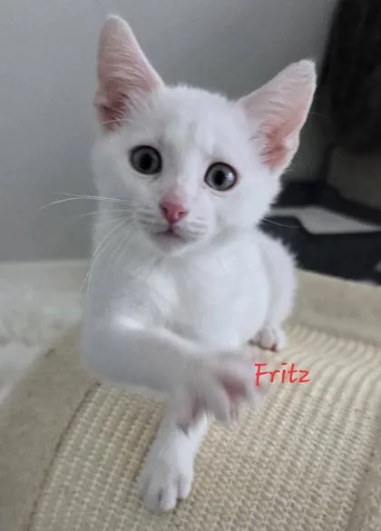 A baby small-sized male White Domestic Short Hair cat named Fritz for adoption in Kansas City, MO