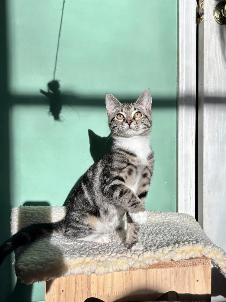 A baby small-sized male Gray & White Domestic Short Hair cat named Spanky for adoption in Jackson, GA
