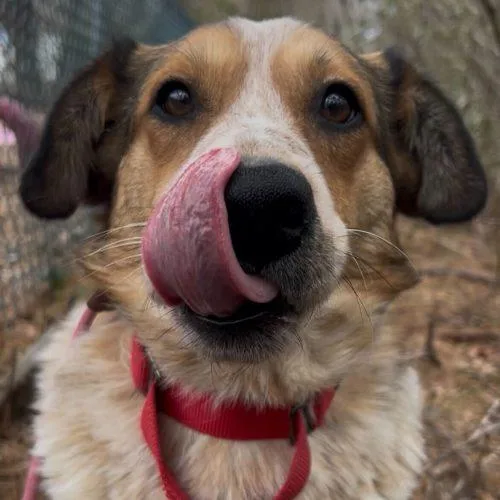 Chanel No. thumbnail 3