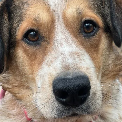 Chanel No. thumbnail 4