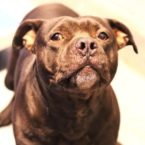 An adult large-sized male Black Pit Bull Terrier dog named 26-01499 for adoption in Fredericksburg, VA