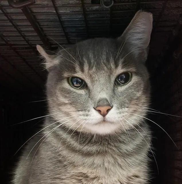 A young small-sized female Domestic Short Hair cat named Darcy for adoption in Tucson, AZ