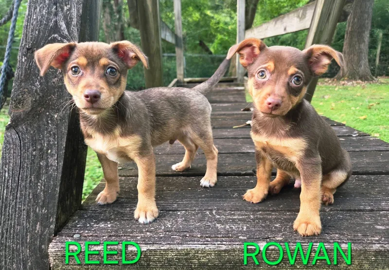 Rowan