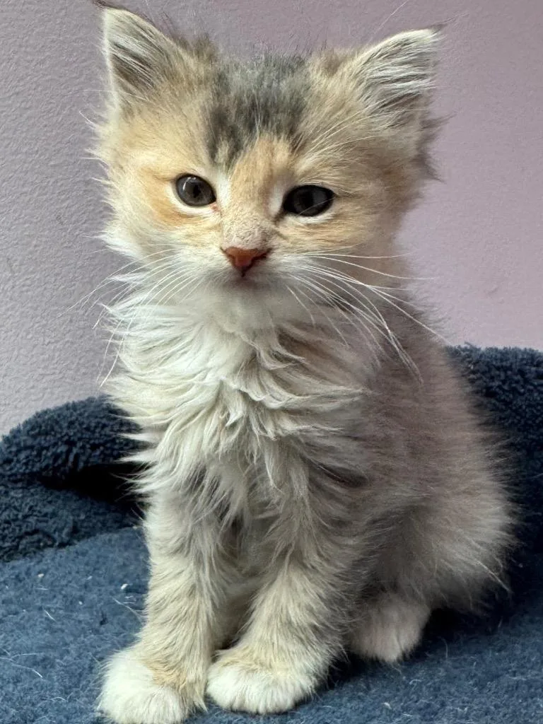 A baby small-sized female Domestic Medium Hair cat named Dolly for adoption in Hagaman, NY