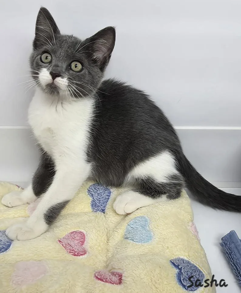 A young medium-sized female Gray & White Domestic Short Hair cat named Sasha for adoption in Key Largo, FL