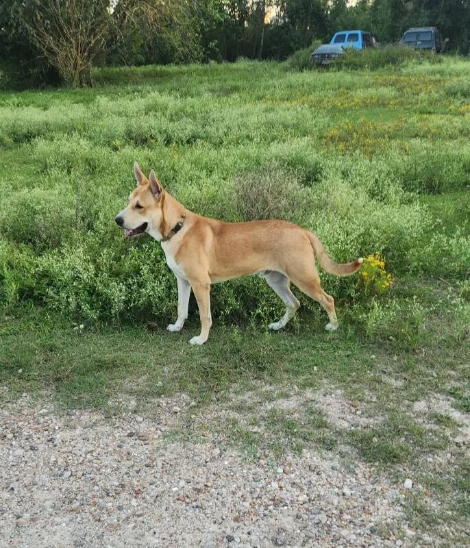 A young large-sized male Shepherd dog named Tye for adoption in Houston, TX