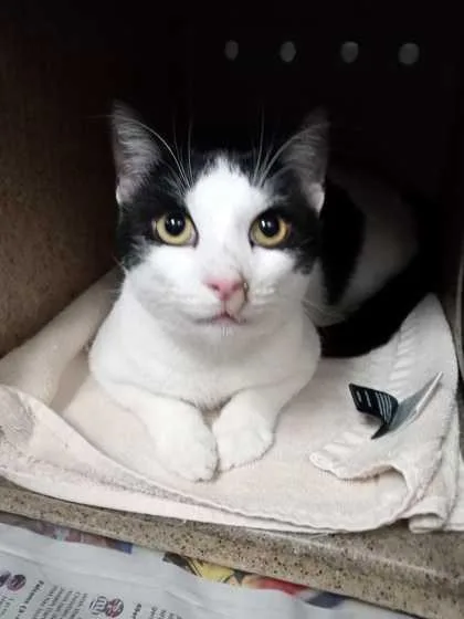 A young small-sized male Domestic Short Hair cat named Cow for adoption in Daytona Beach, FL