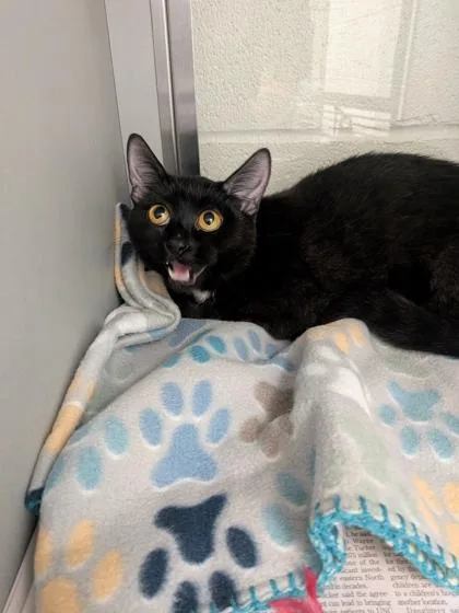 An adult medium-sized female Domestic Short Hair cat named Velvet for adoption in Louisburg, NC