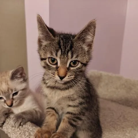 A baby small-sized female Tabby (Brown / Chocolate) Domestic Short Hair cat named Buttercup for adoption in Hudsonville, MI