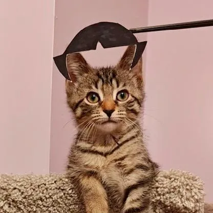 Buttercup thumbnail 2