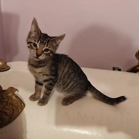 Buttercup thumbnail 3
