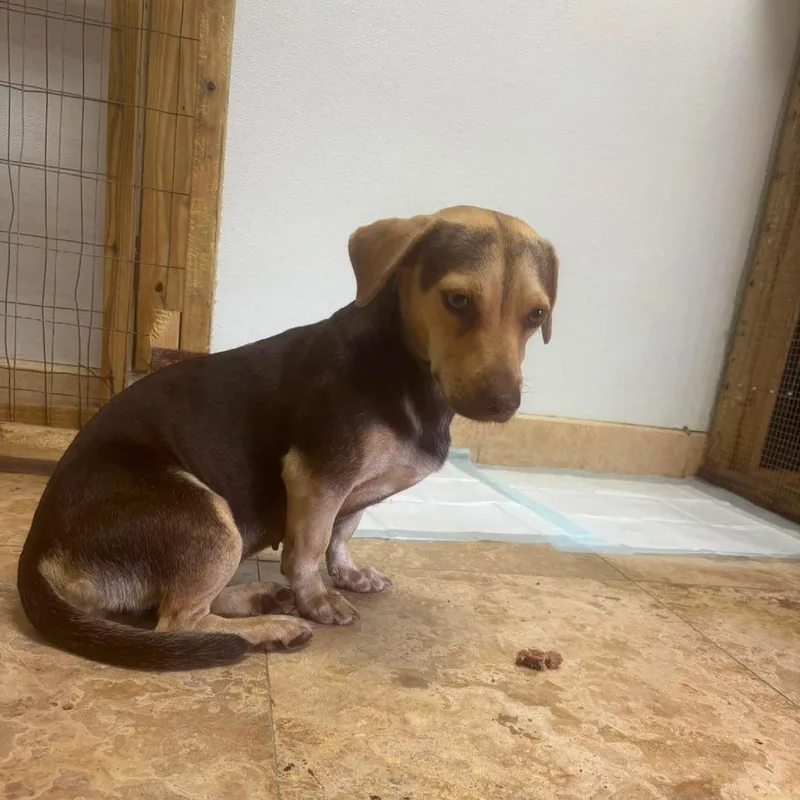 An adult small-sized female Black Mixed Breed dog named Daiquiri for adoption in Frederiksted, VI