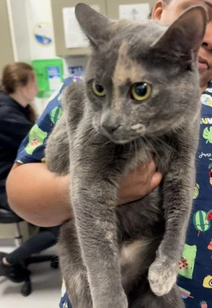 An adult large-sized female Domestic Short Hair cat named Eclair for adoption in West Chester, PA